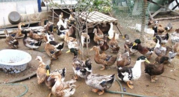 Jaké kachny je nejlepší chovat: přehled oblíbených plemen